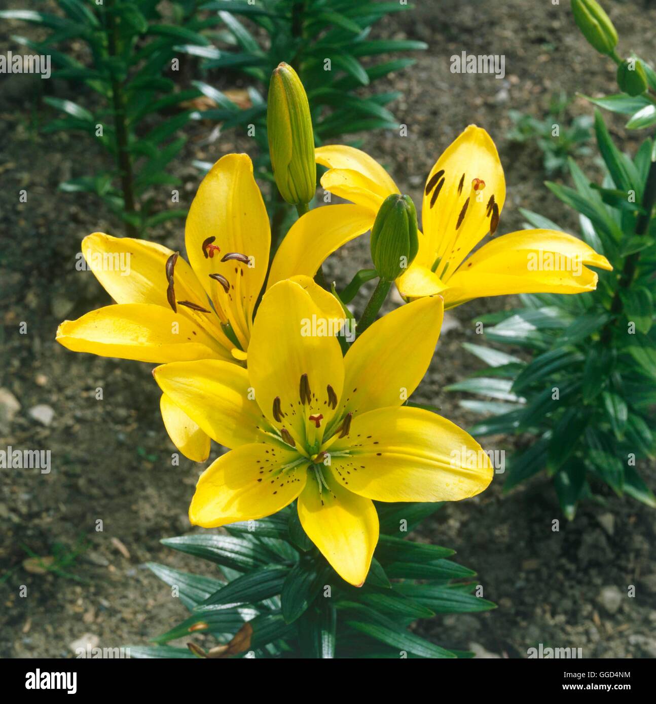 Lilium - `Golden Melody' (Asiatic)   BUL038369 Stock Photo